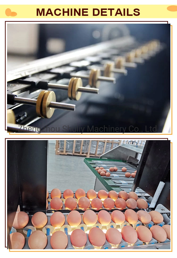 Stainless Steel Eggs Sorting and Candle Machine Goose Eggs Grading Machine