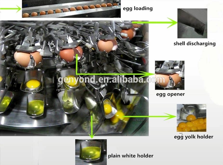 Egg Yolk and White Separator