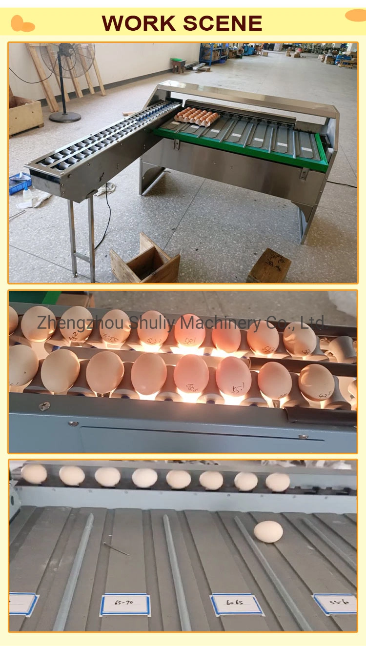Egg Grading Sortingmachine Egg Grader with High Efficiency in Stock