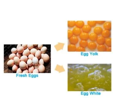 Superior Egg Yolk Divider Egg White Separator